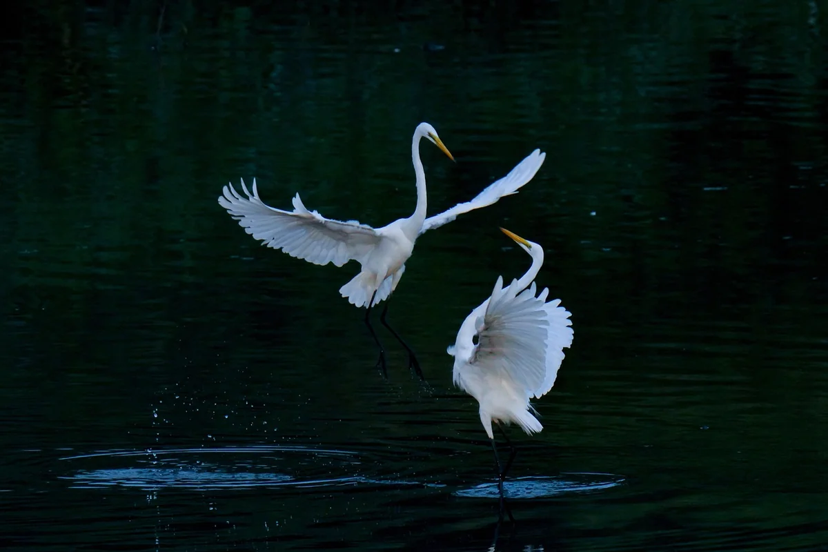 Facilitation Techniques for Multiple Modes of Expression